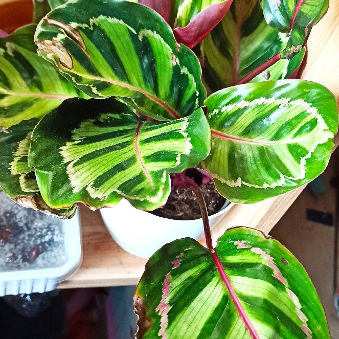 Photo of the plant species Calathea Illustris by @orugami named Sabrina on Greg, the plant care app