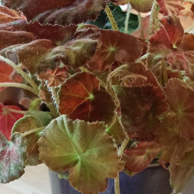 Photo of the plant species Autumn Begonia by @orugami named Autumn on Greg, the plant care app