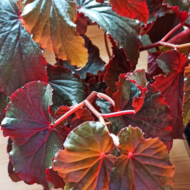 Photo of the plant species Begonia 'Burning Bush' by @orugami named Black Magic on Greg, the plant care app