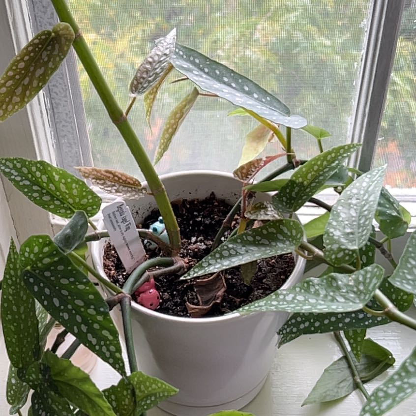 Polka Dot Begonia in a white pot near a window with some leaves showing browning and yellowing.