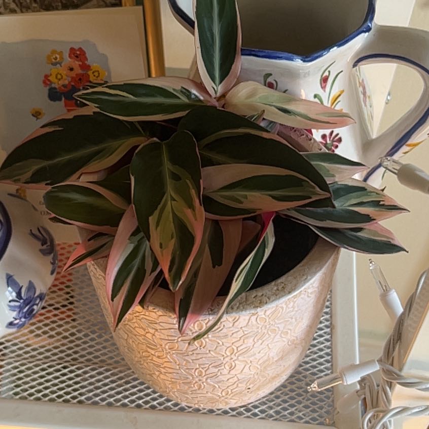 Stromanthe sanguinea 'Tricolor' plant in a decorative pot with vibrant, variegated leaves.