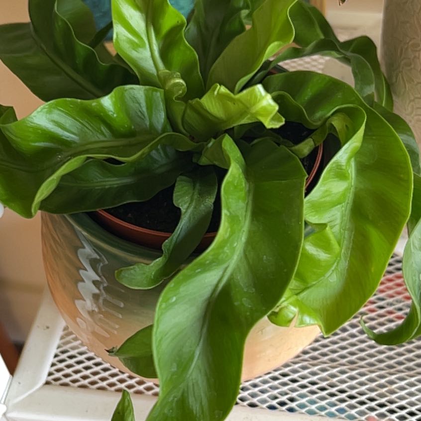 Close-up of a healthy, vibrant Bird's Nest Fern plant with lush green crinkled leaves growing from a central rosette.