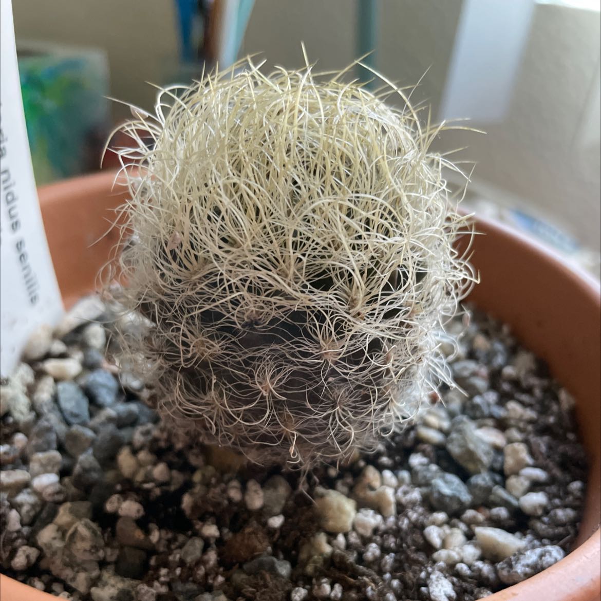 Photo of the plant species Neoporteria nidus senilis by @ManyCucamelon named Kombucha on Greg, the plant care app