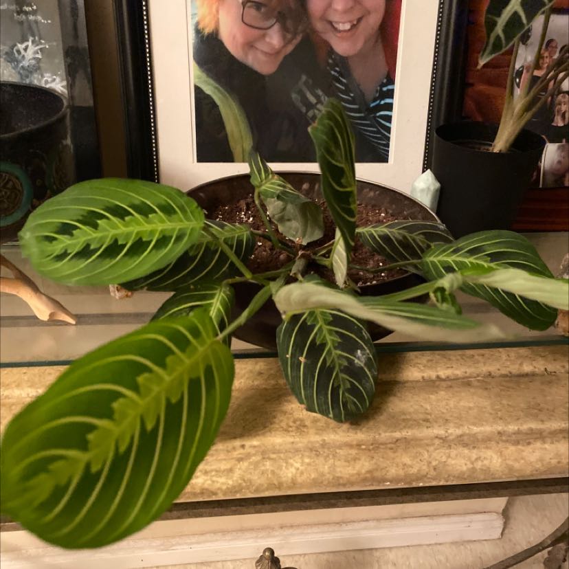 Prayer Plant with vibrant green leaves and visible soil in a well-framed image.