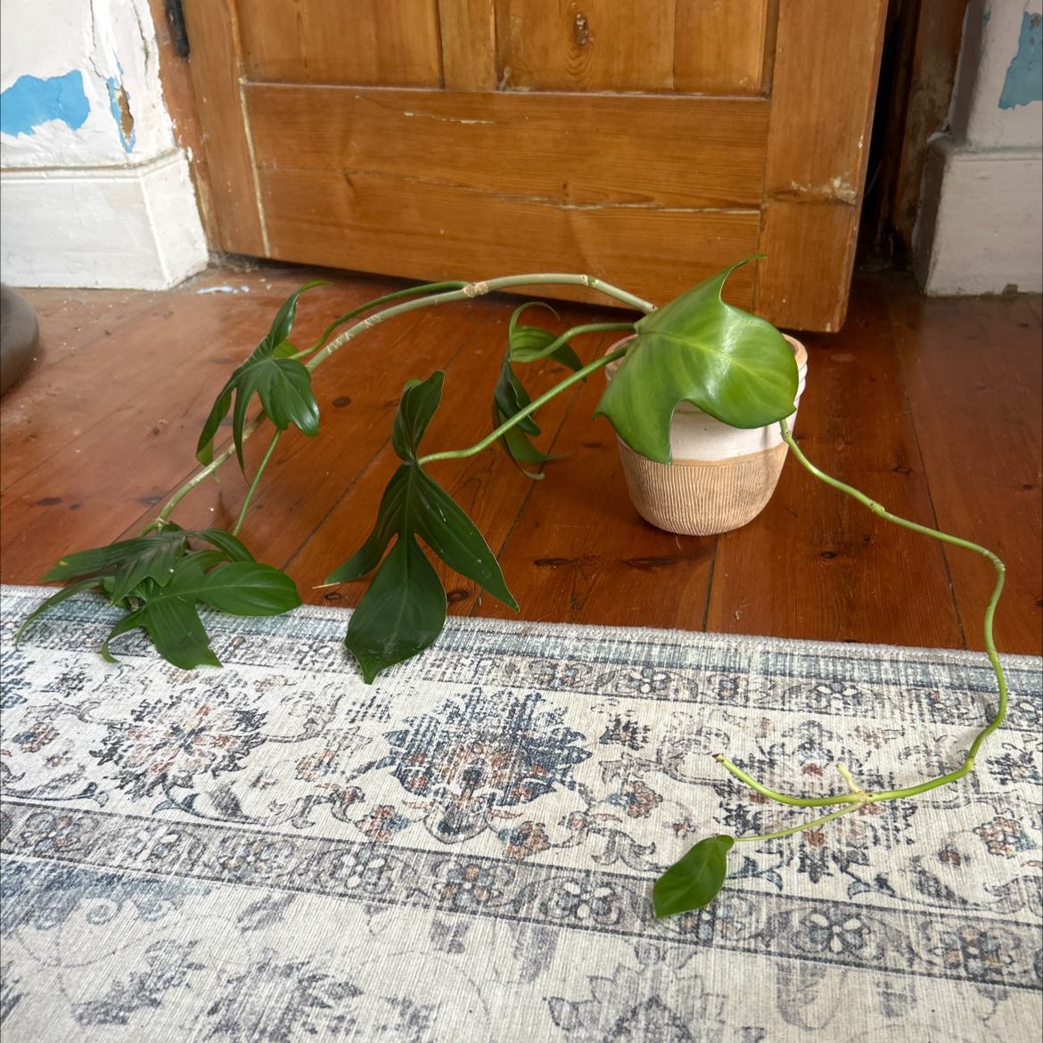 Photo of the plant species Florida green by @BentonPoisonpie named morgan on Greg, the plant care app