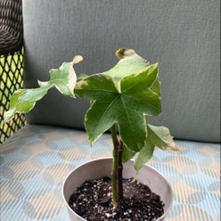 English Ivy plant