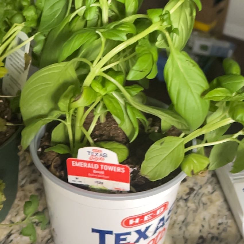 Photo of the plant species Basil 'Emerald Towers' by @vividpeppermint named Figyonce on Greg, the plant care app