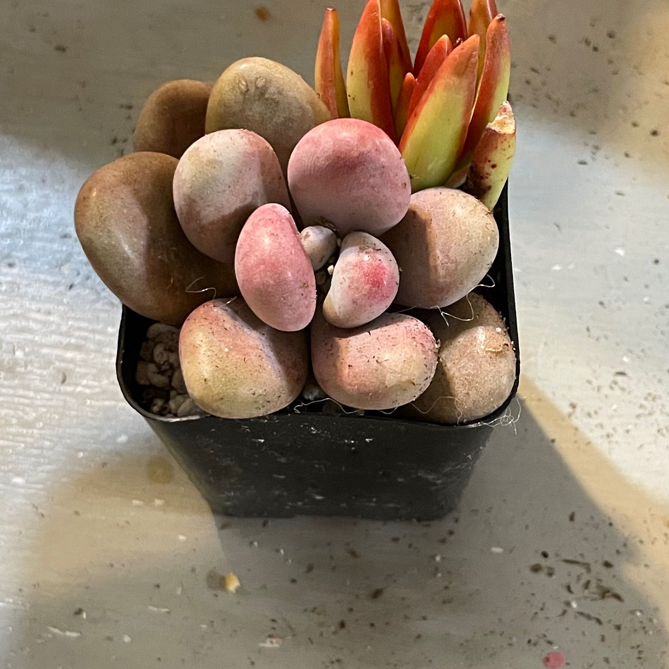 Pink Moonstones succulent plant in a small black pot with plump, pinkish leaves.