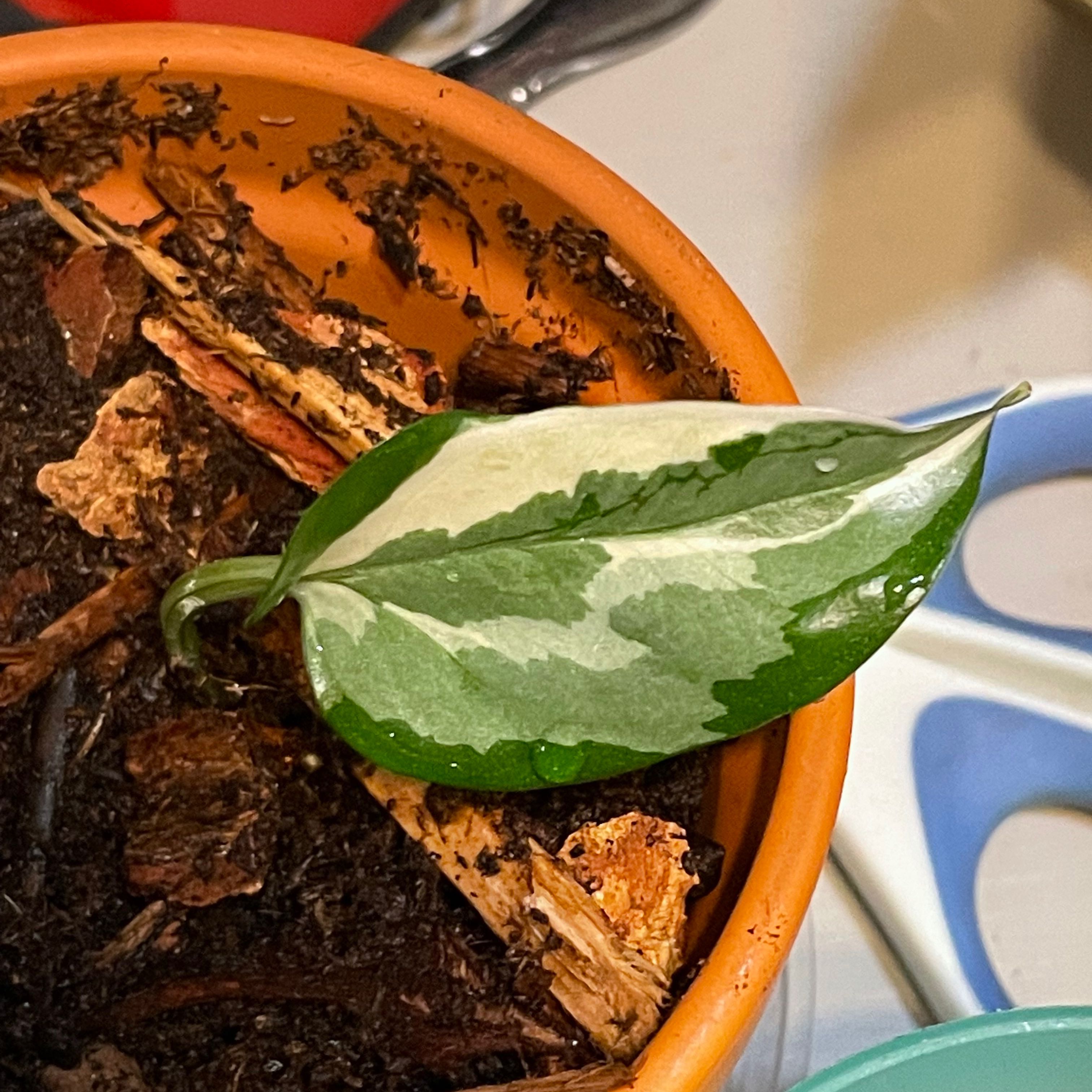 Glacier Pothos plant with a single variegated leaf in a pot with moist soil.