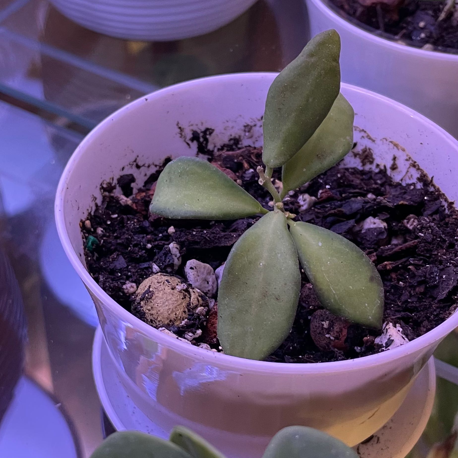 Potted Hoya 'Burtoniae' plant with green leaves in a white pot with visible soil.