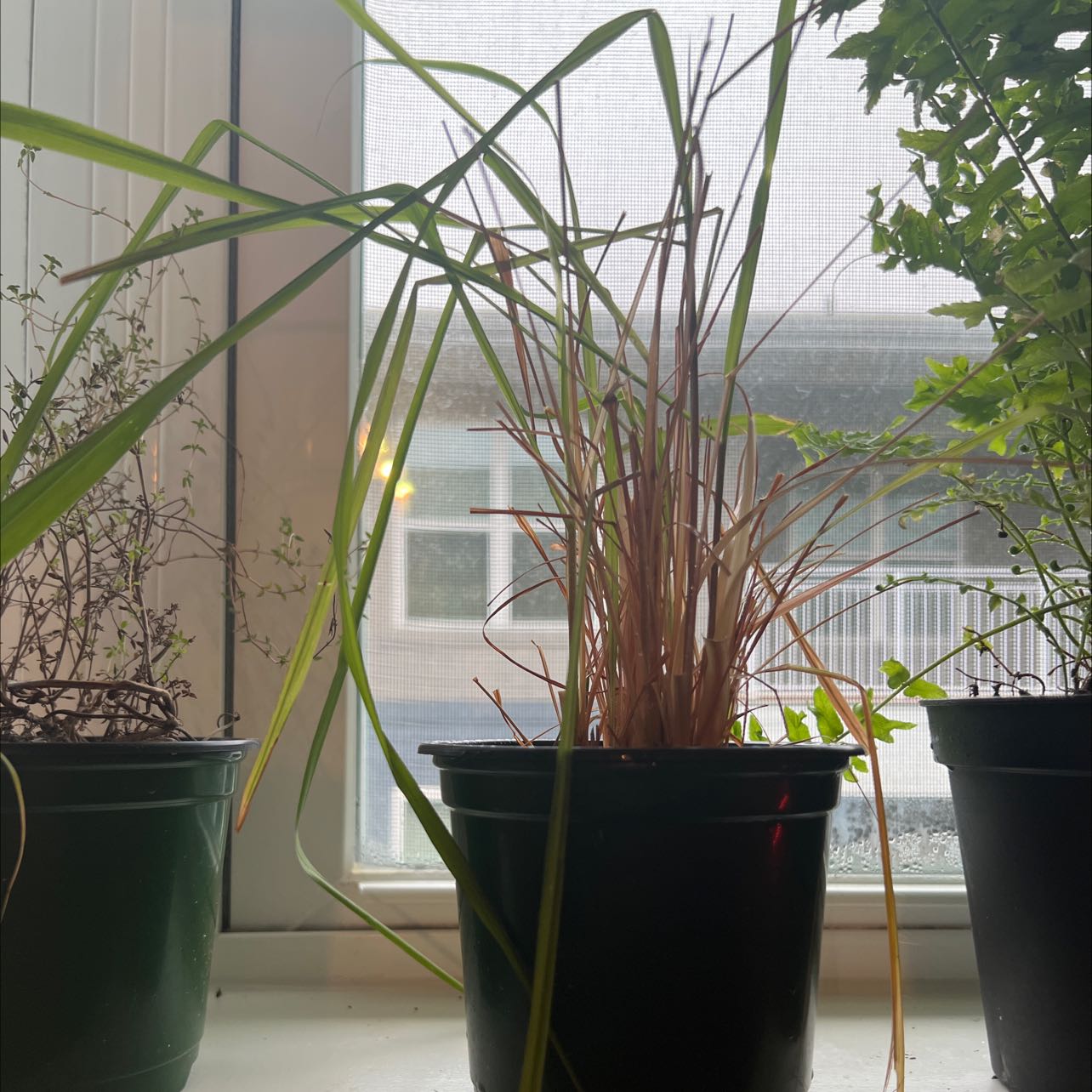 Potted Umbrella Papyrus plant with some yellowing and browning leaves, placed indoors near a window.