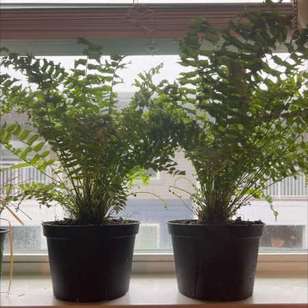 Photo of the plant species Fishtail Fern by Ebonyandivy named Imani & Toni on Greg, the plant care app