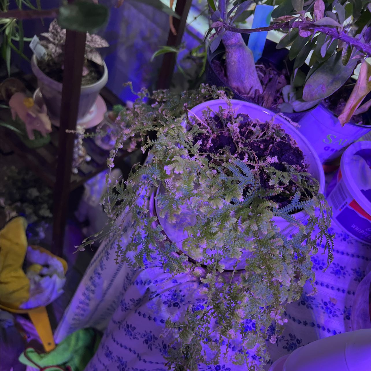 Rainbow moss or Peacock fern in a pot under artificial lighting, surrounded by other plants.