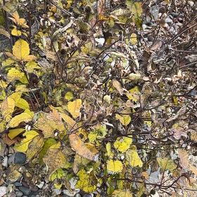 Photo of the plant species Spicebush by @Cubsfan55 named Spike Leaves on Greg, the plant care app