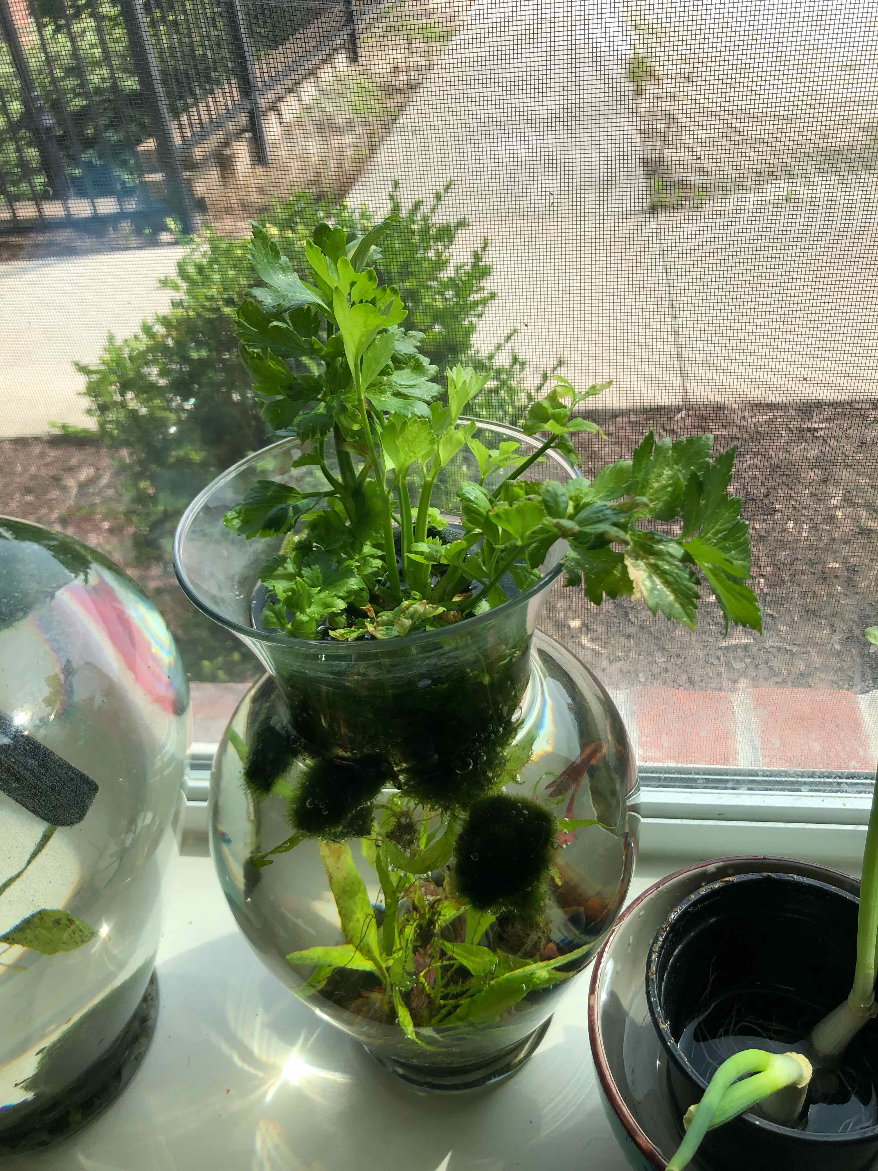 Leaf Celery plant in a glass vase with water, placed on a windowsill with outdoor scenery in the background.
