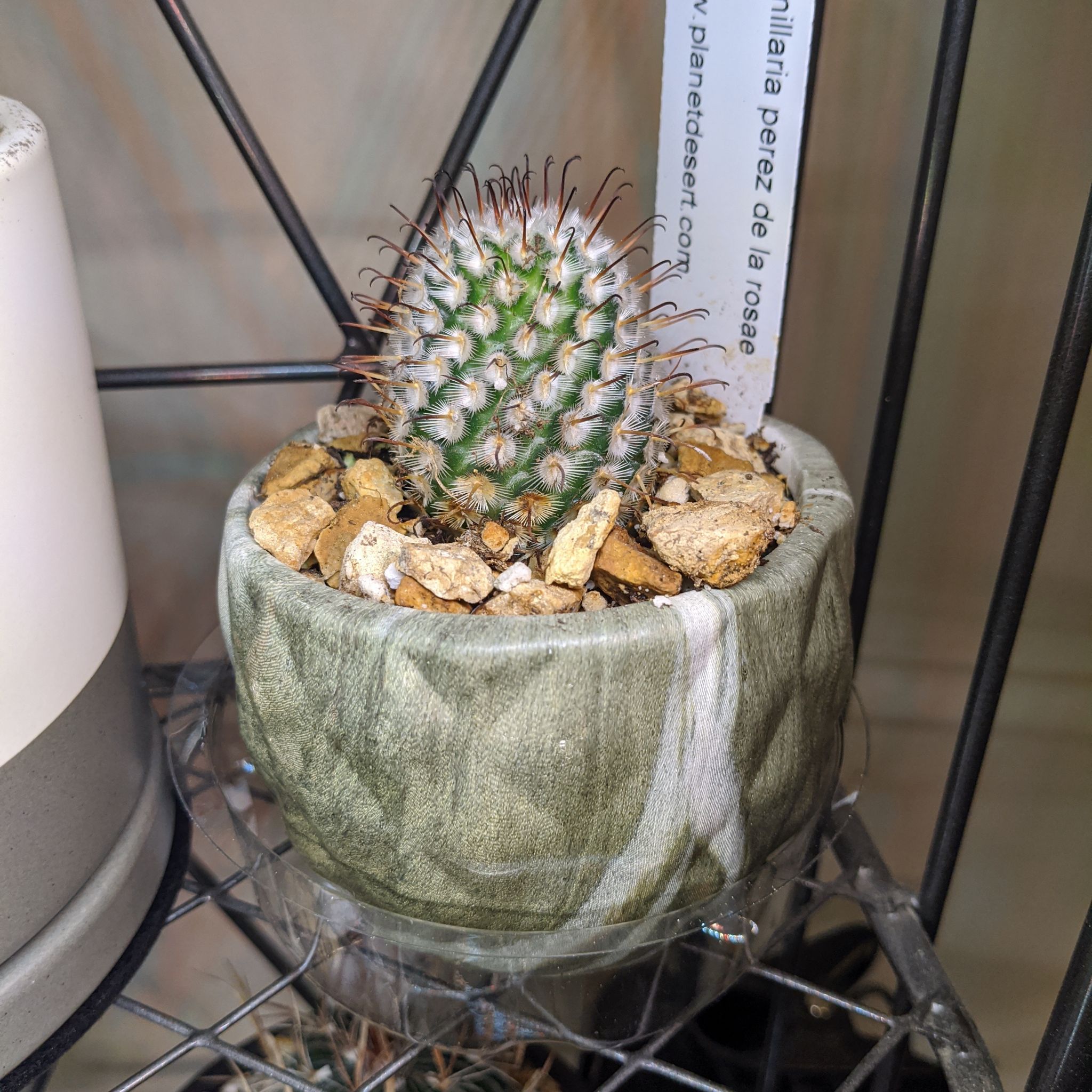 Photo of the plant species Mammillaria perezdelarosae by @SolidHemlock named Rosa on Greg, the plant care app