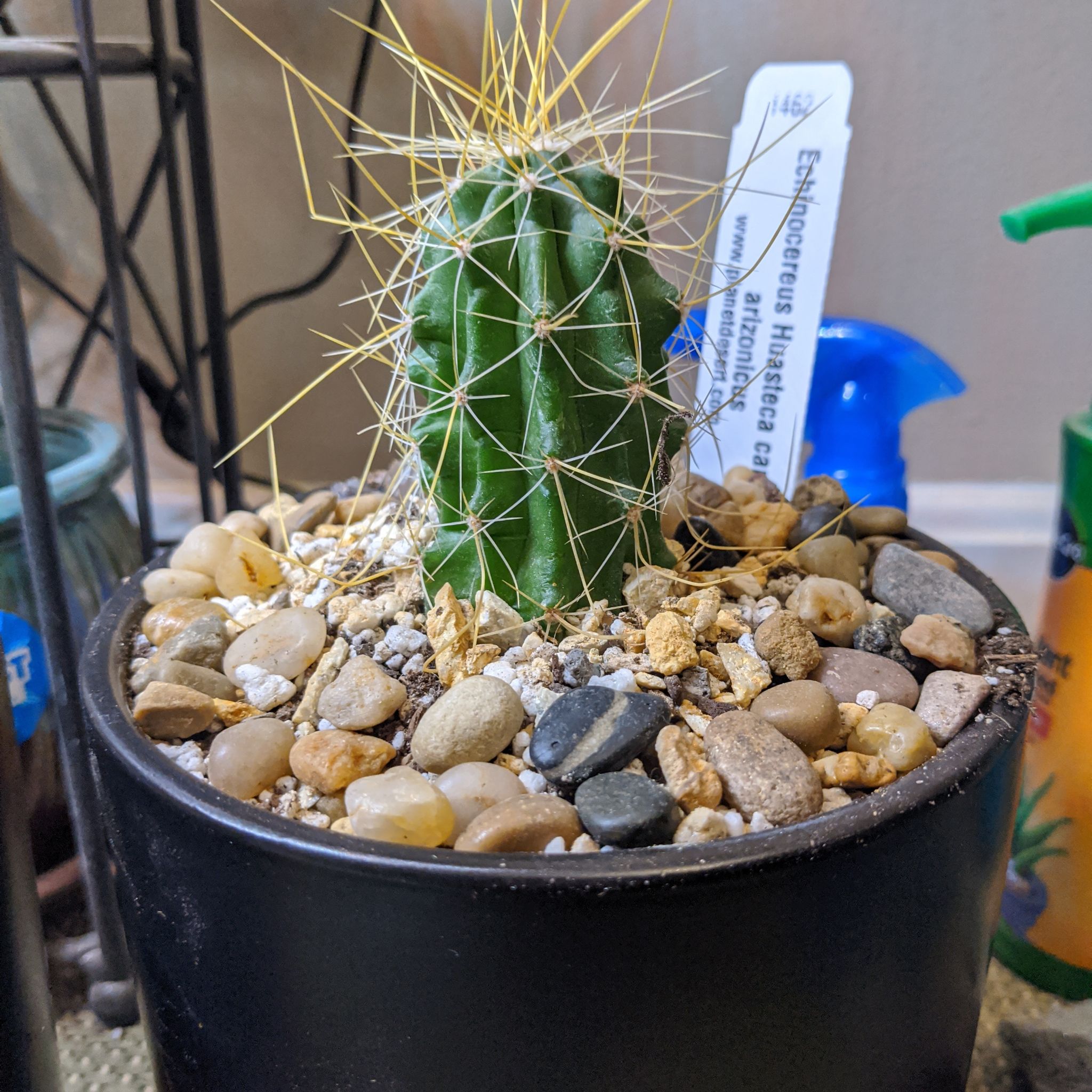 Photo of the plant species Huasteca Canyon Claret Cup Cactus by @SolidHemlock named Canyonero on Greg, the plant care app