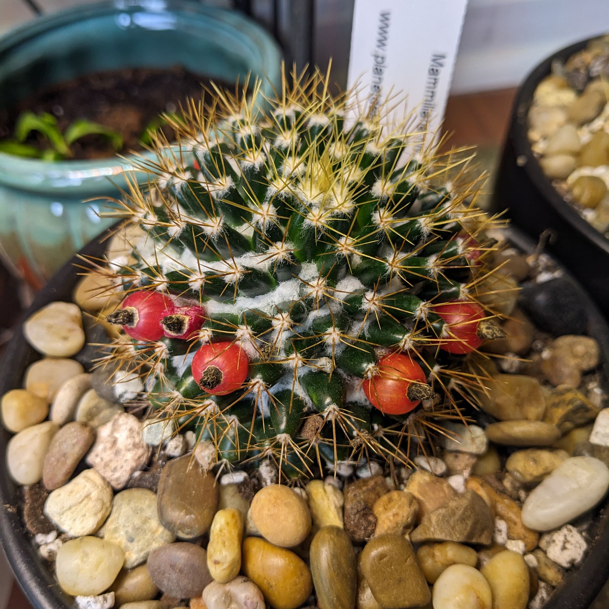 Photo of the plant species Nipple Cactus by @SolidHemlock named Nivo on Greg, the plant care app