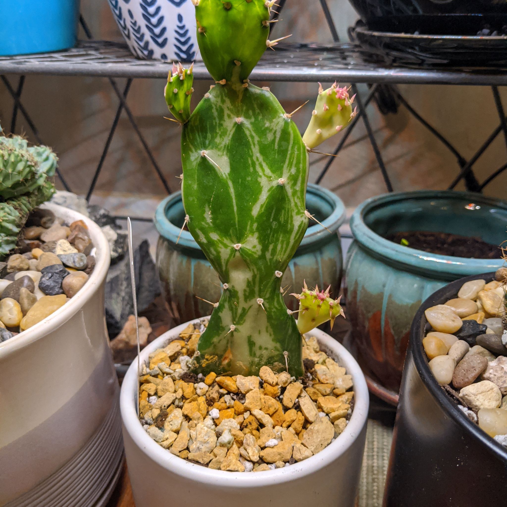 Variegated Joseph's Coat cactus in a pot with gravel, surrounded by other potted plants.