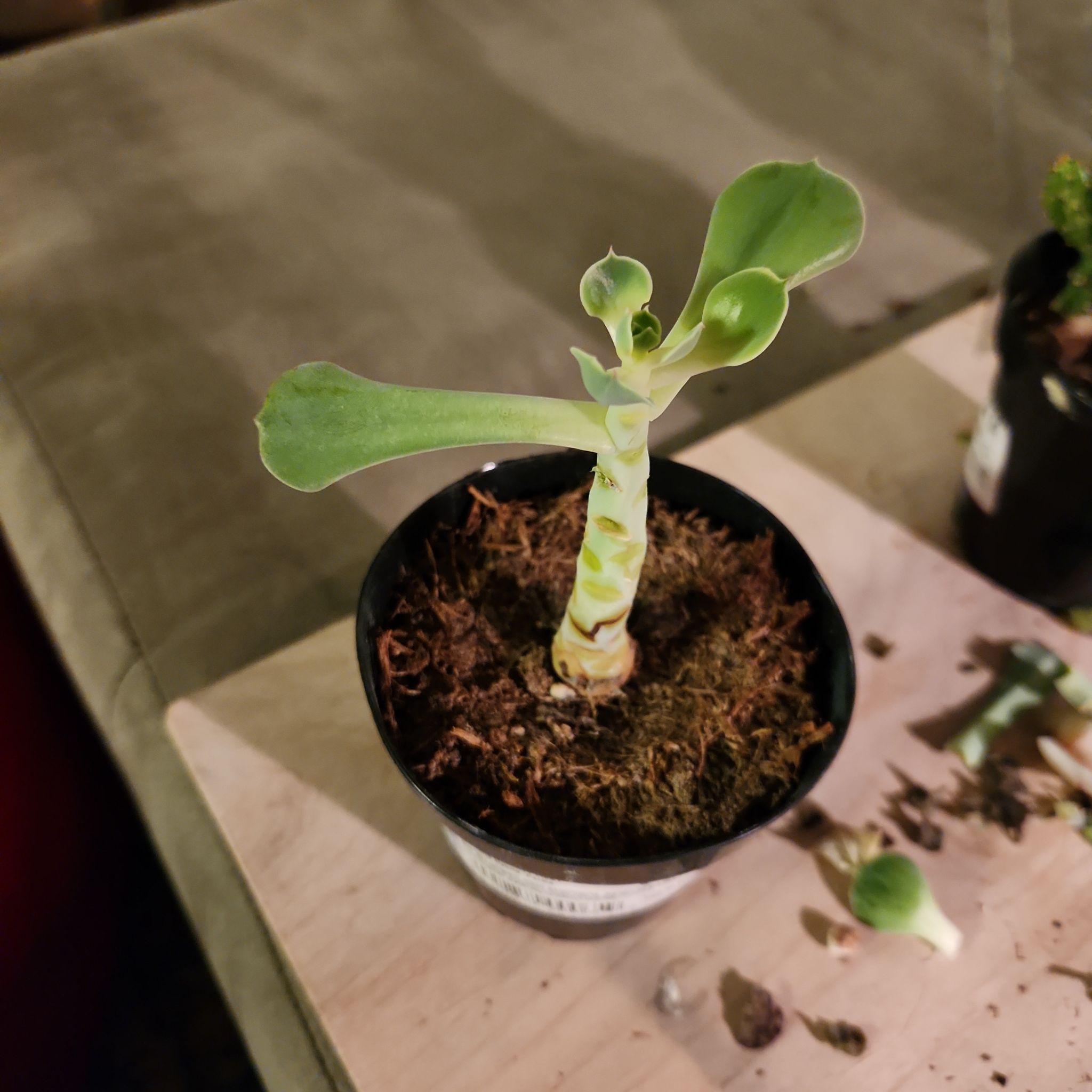 Photo of the plant species Echeveria 'Persia' by @Mickeyelle19 named Persia on Greg, the plant care app