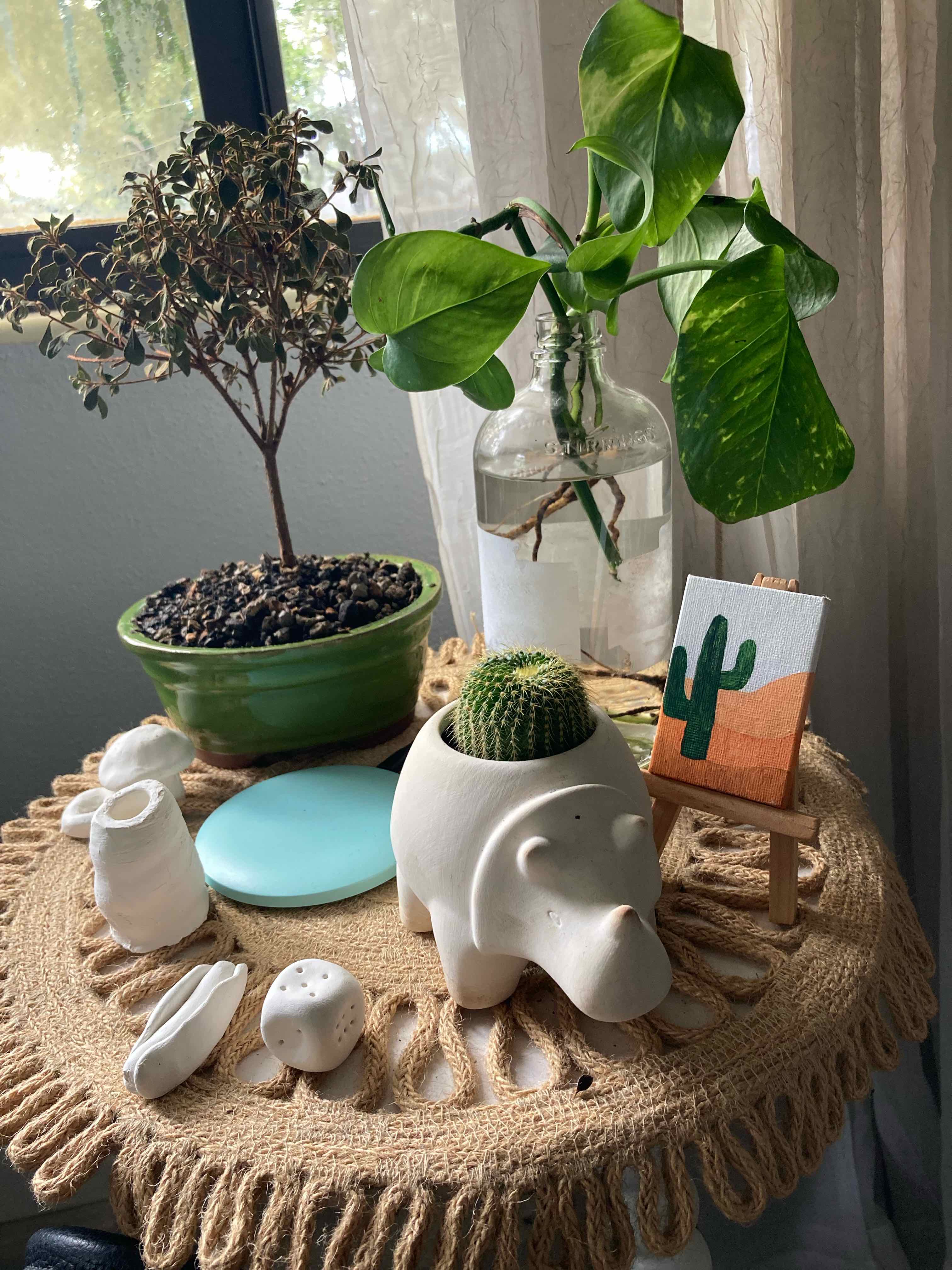 Multiple plants on a table, including a Mammillaria backebergiana cactus in a white pot.