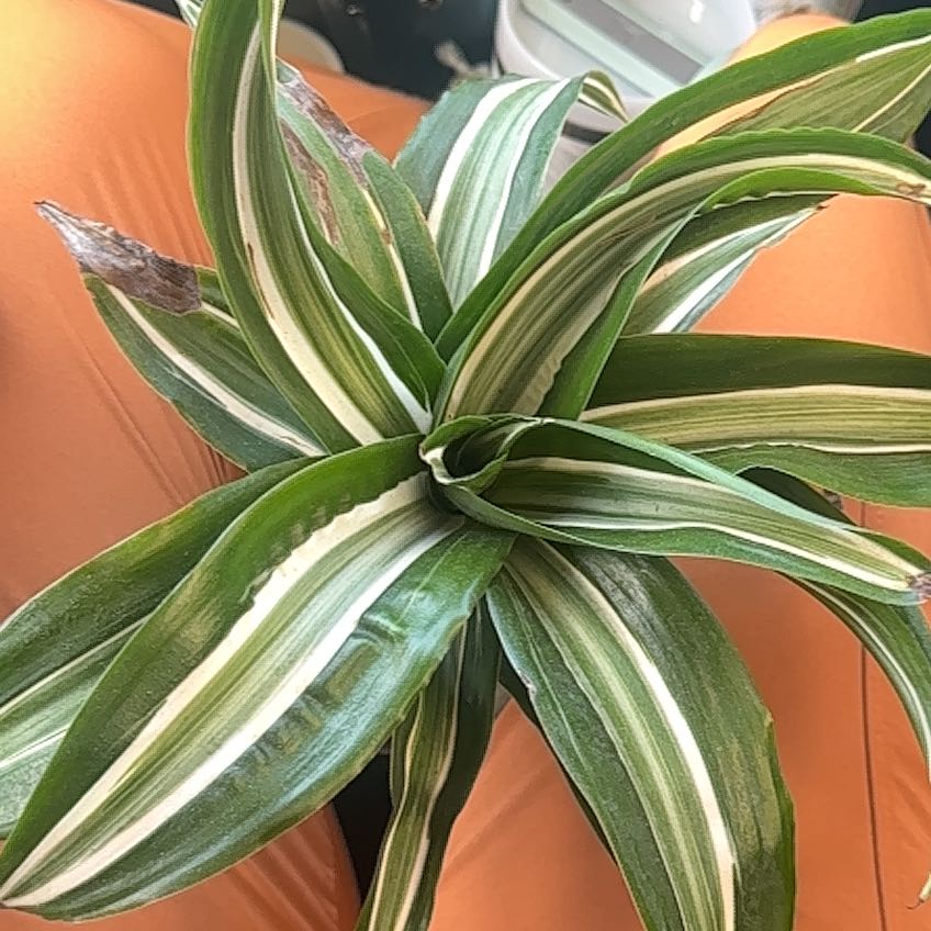 Dracaena 'Warneckii' plant with variegated leaves and some browning tips.