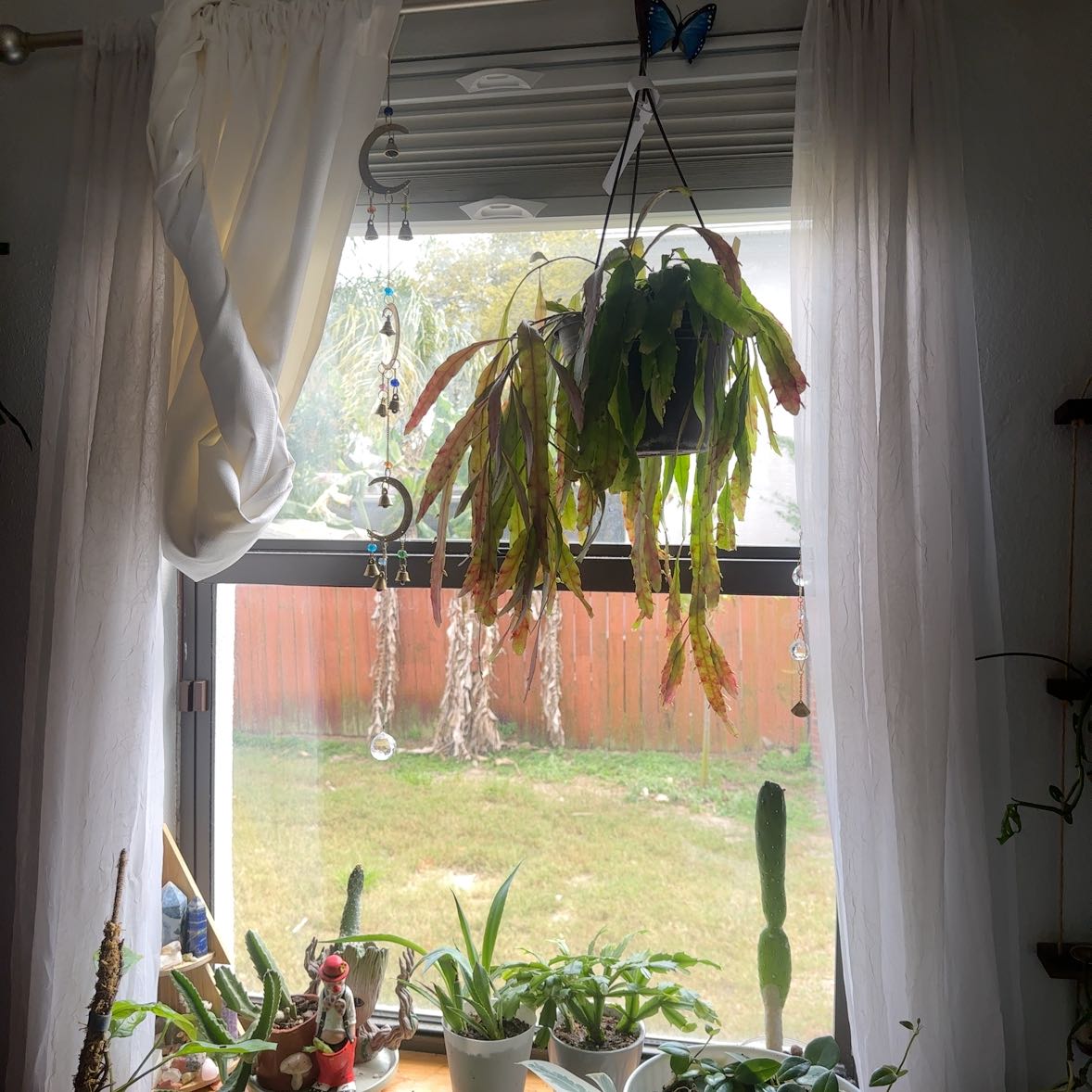Photo of the plant species Red Mistletoe Cactus by @krystalvaldes named Honey on Greg, the plant care app