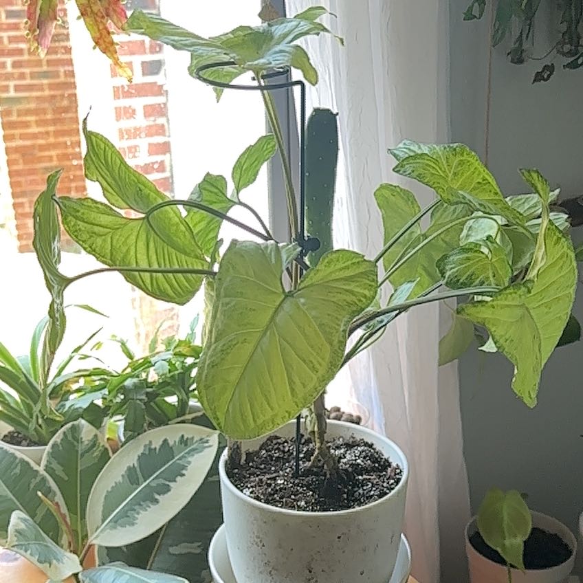 Syngonium 'White Butterfly' plant in a white pot with some yellowing and browning leaves.