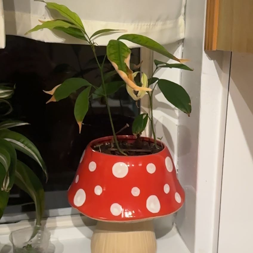 Photo of the plant species Lychee by @krystalvaldes named Demi on Greg, the plant care app