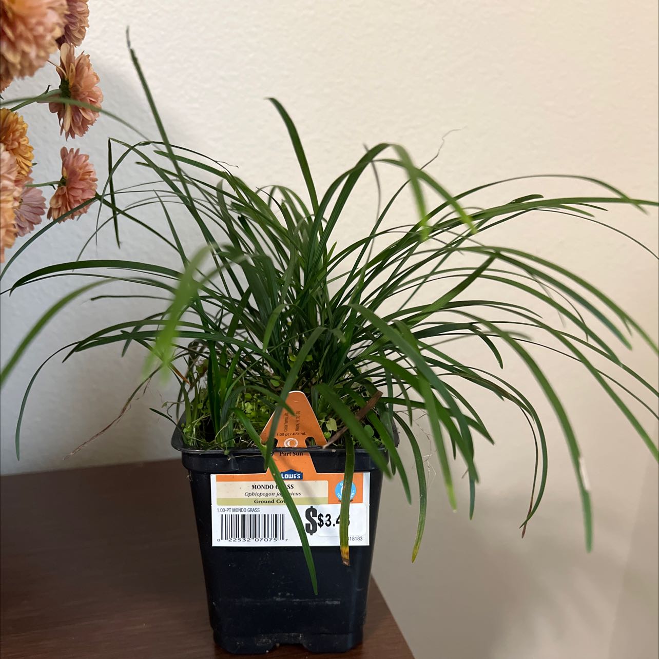 Mondo grass plant in a black plastic pot with healthy green leaves.