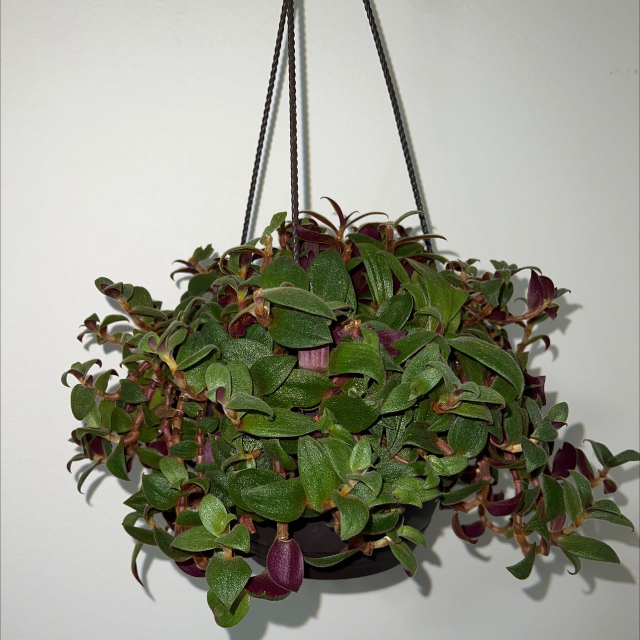 Hanging Teddy Bear Vine with green and purple leaves, well-framed and in focus.