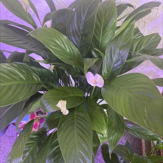 Peace Lily plant in Watonga, Oklahoma