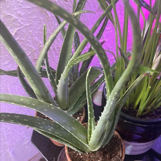 Aloe Vera plant in Watonga, Oklahoma