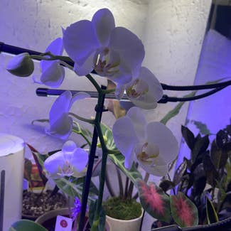 Phalaenopsis Orchid plant in Watonga, Oklahoma