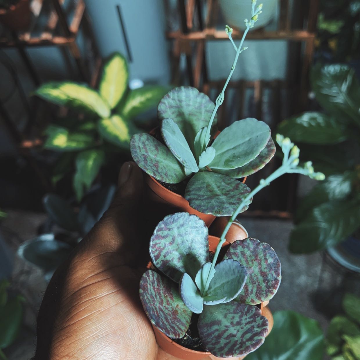 Best Potting Soil Mix for Kalanchoe humilis