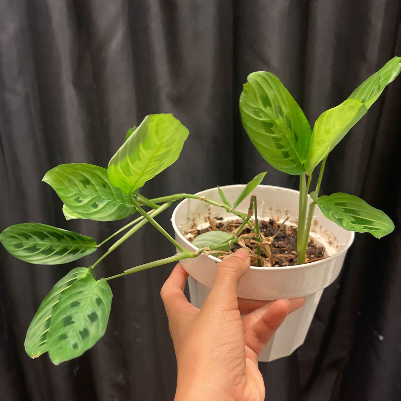 Prayer Plant in a white pot held by a hand, with vibrant green leaves and visible soil.