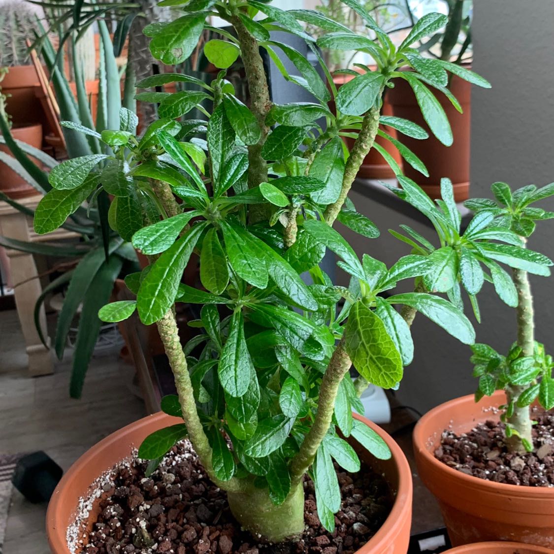 Photo of the plant species Dorstenia gigas by @DorsteniaJunkie named Aristotle on Greg, the plant care app