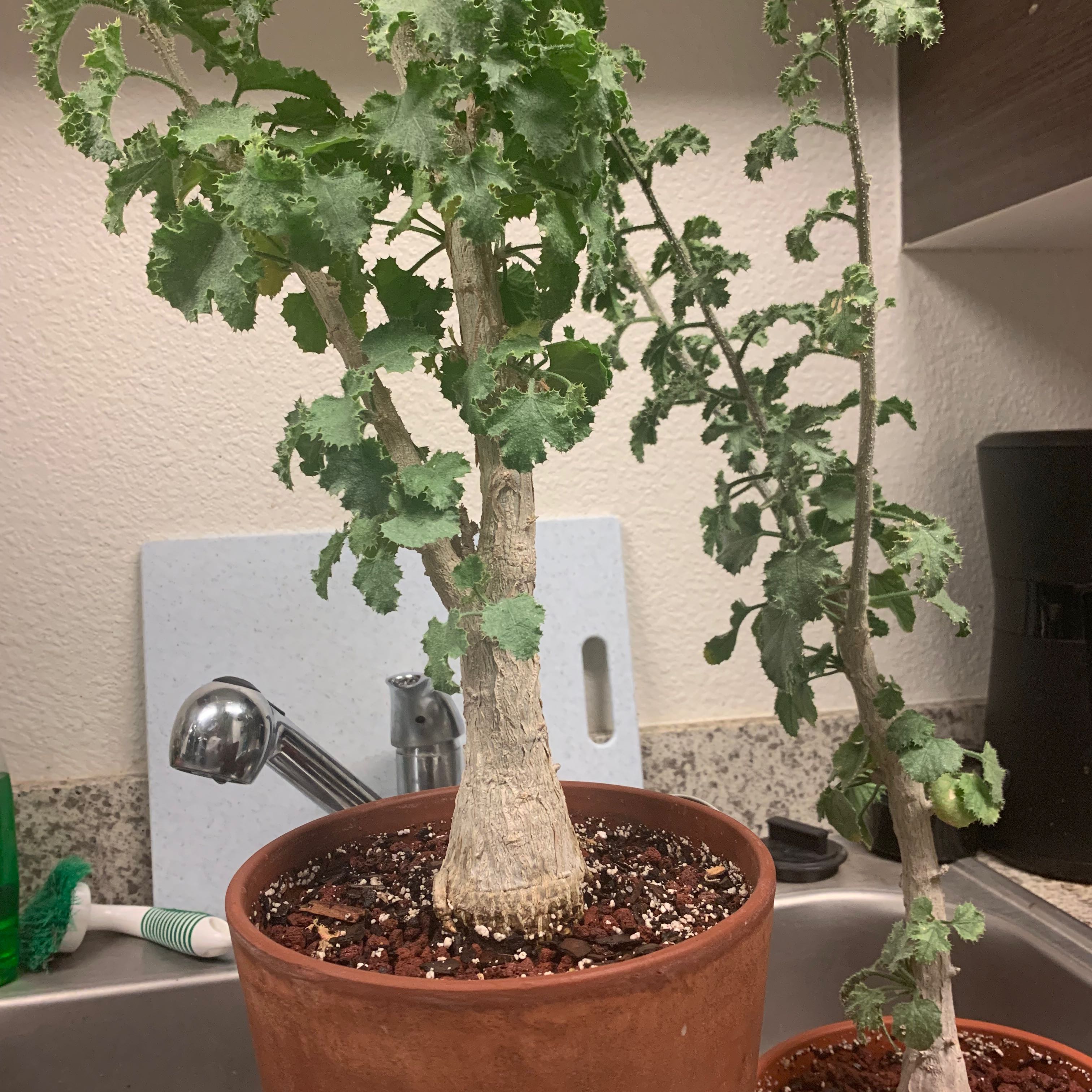 Plant care for Dendrosicyos on Greg, the plant care app
