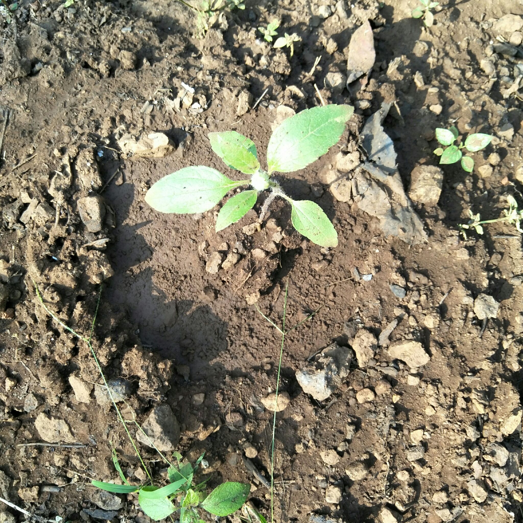 Photo of the plant species Sunflower Goldeneye by @SpiritedRedlion named Sunny on Greg, the plant care app