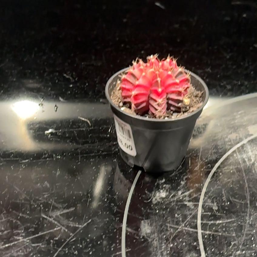 Photo of the plant species Ruby Ball Cactus by @AlwaysSuncup named Zeus on Greg, the plant care app