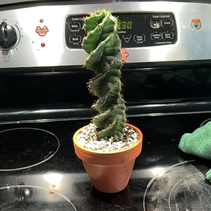 Photo of the plant species Cereus forbesii 'Giromagi' by @AlwaysSuncup named Robert Plant on Greg, the plant care app