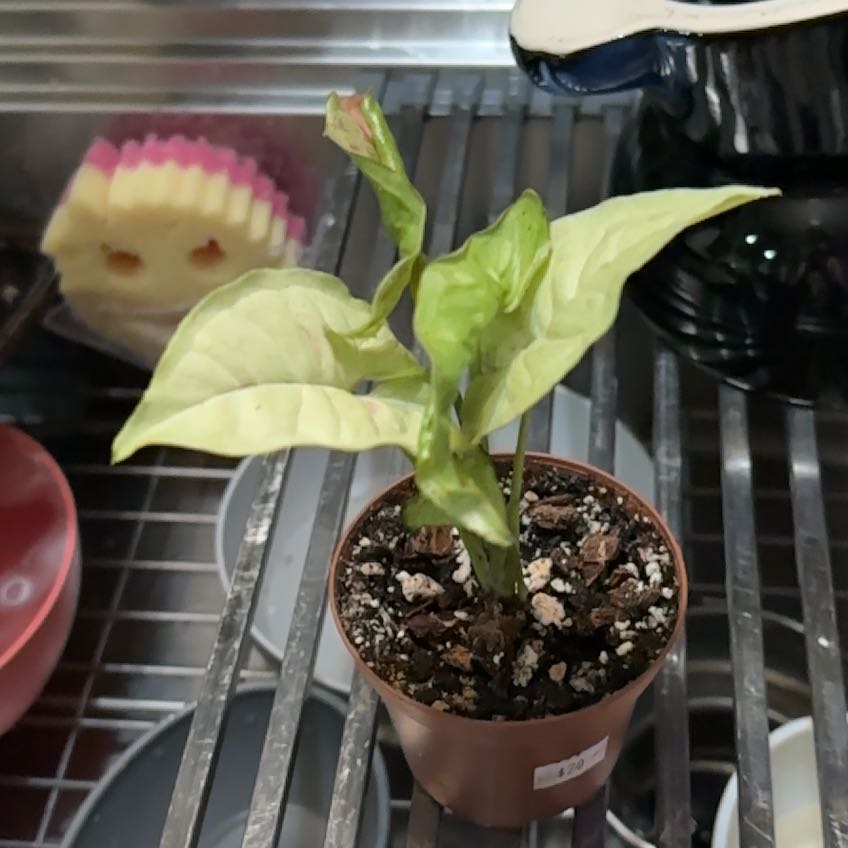 Photo of the plant species Arrowhead by @AlwaysSuncup named Khaleesi on Greg, the plant care app