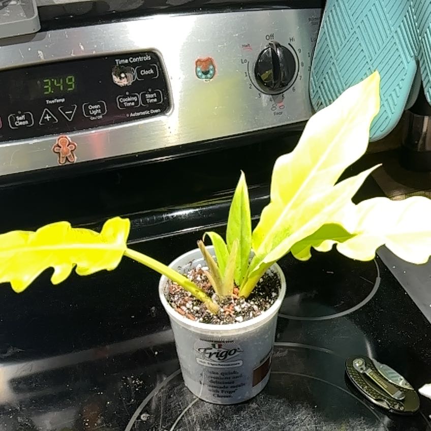 Photo of the plant species Philodendron crocodile by @AlwaysSuncup named Taylor Swift on Greg, the plant care app