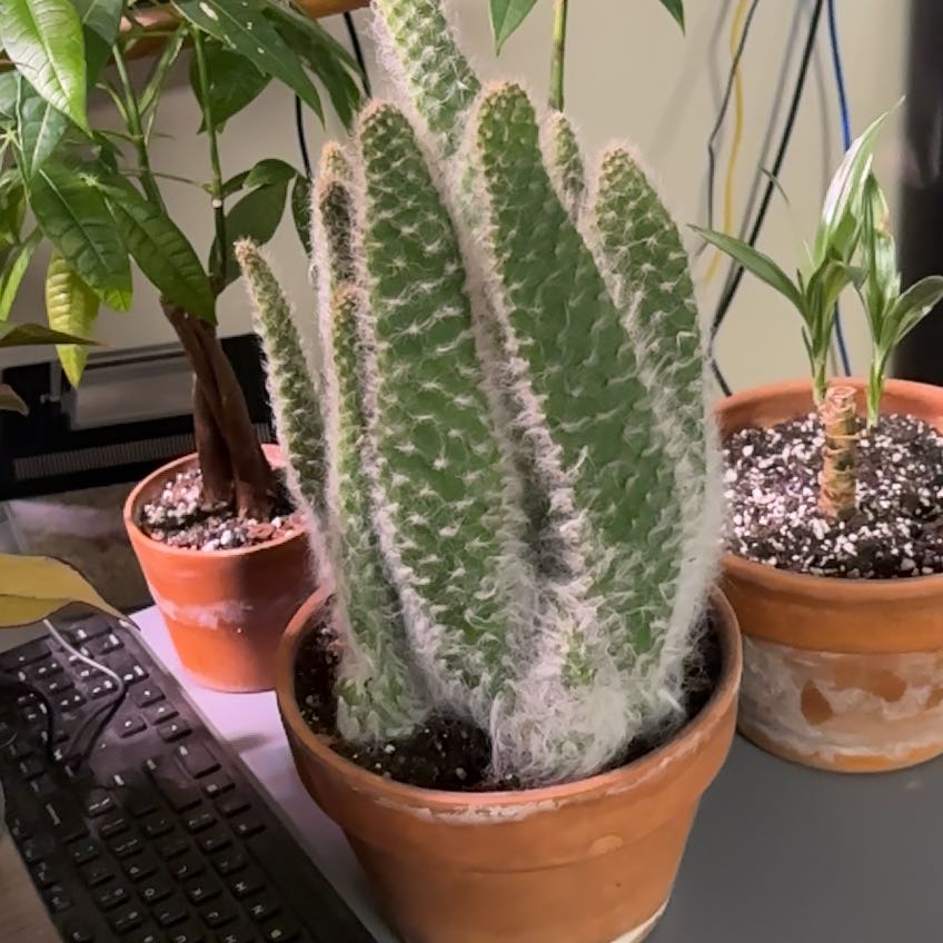 Photo of the plant species Snow Prickly Pear by @AlwaysSuncup named Mollie on Greg, the plant care app