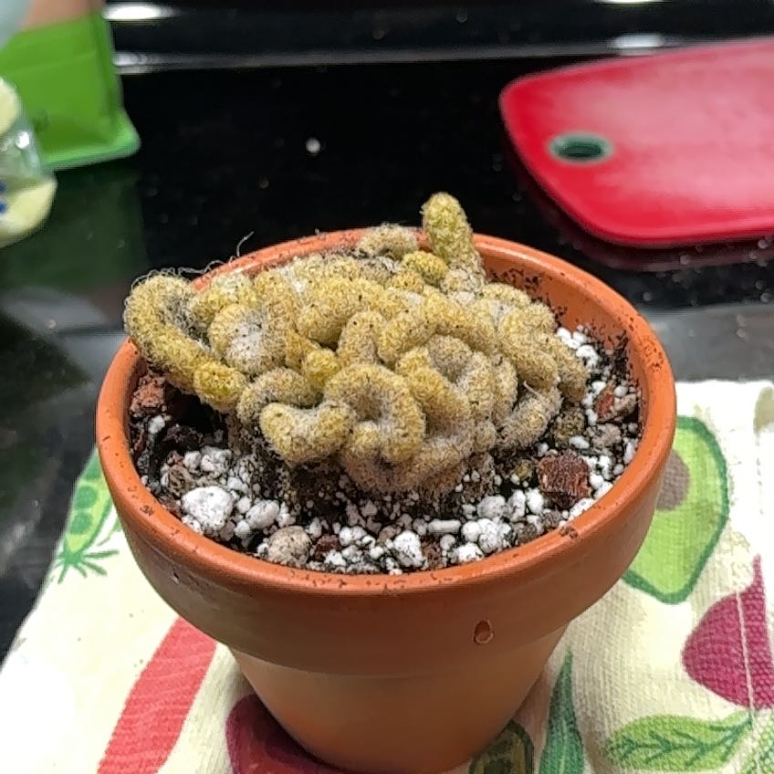 Plant care for Brain Cactus on Greg, the plant care app