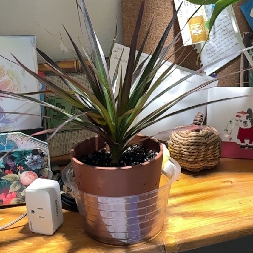 Photo of the plant species Magenta Dragon Tree by @AlwaysSuncup named Gates on Greg, the plant care app