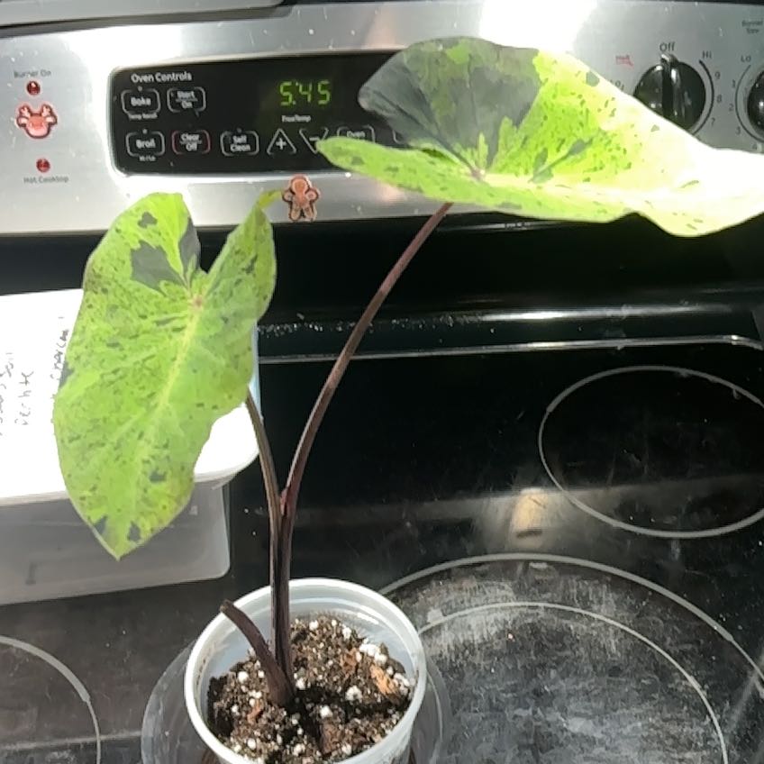 Photo of the plant species Mojito by @AlwaysSuncup named Keanu Leaves on Greg, the plant care app