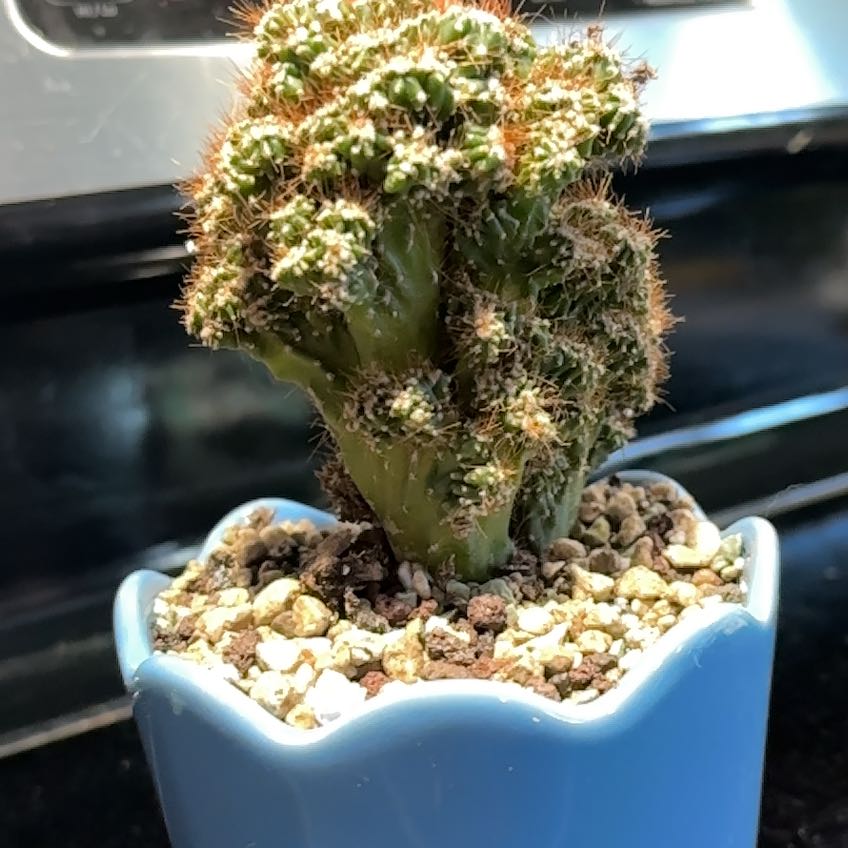 Photo of the plant species Peruvian Apple Cactus Monstrose by @AlwaysSuncup named Lebron on Greg, the plant care app