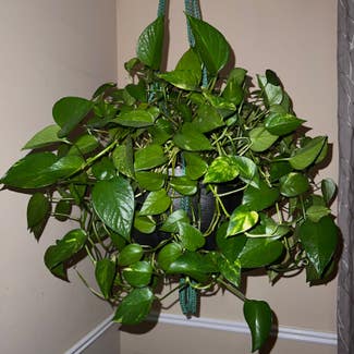 Jade Pothos plant in Somewhere on Earth
