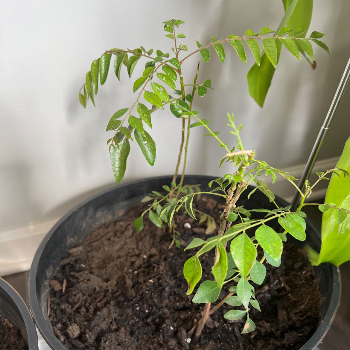 Why Does My Curry Tree Have Yellow Leaves?